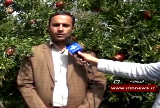 برداشت انار از  اوایل شهریور آغاز  وتا اواسط مهرماه ادامه دارد