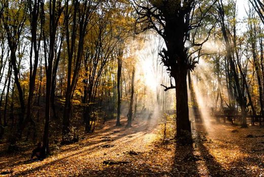 زاگرس، قلب تپنده چرخه آب ایران/طرح جنگلداری اجتماعی وارد مرحله اجرا شد