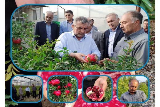 تولید ۲۸ رقم انار در بزرگترین کلکسیون و بانک ژن انار دنیا در ساری