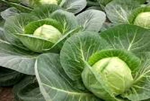 اختصاص ۱۸۸ هکتار از مزارع شهرستان البرز به کشت سبزی و صیفی