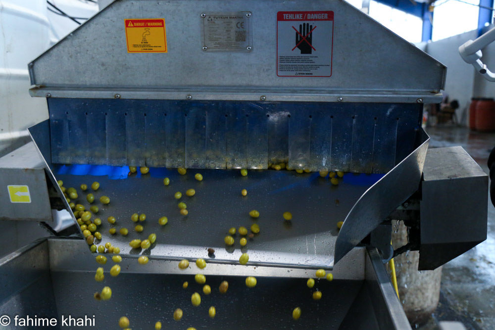 از لمس شاخه تا عصاره ی نور  