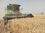 ۹۸۰هزار تن تولید گندم و کسب رتبه دوم در کشور افتخاری برای استان گلستان 