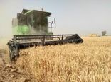 ۹۸۰هزار تن تولید گندم و کسب رتبه دوم در کشور افتخاری برای استان گلستان 