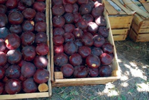 برداشت انجیر در ۱۶۴ هکتار از اراضی شیب دار آبدانان آغاز شد