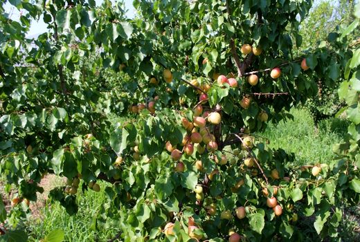 برداشت 15 هزار تن زردآلو از باغات شهرستان مرند