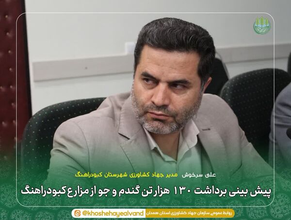 پیش‌بینی برداشت ۱۳۰ هزار تن گندم و جو از مزارع کبودراهنگ 