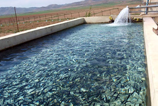استخرهای ذخیره آب کشاورزی منابع بالقوه آبزی پروری استان آذربایجان شرقی
