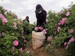 راه اندازی ۴۵۰ صندوق اعتبارات خرد زنان روستایی برای اشتغال زایی