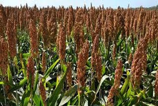 رفع موانع صادراتی برای ذرت علوفه‌ای دزفول در حال انجام است