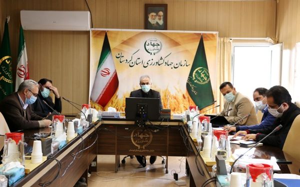 بیش از 90 درصد گندم استان به سطح سبز رسیده است