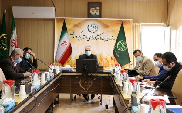بیش از 90 درصد گندم استان به سطح سبز رسیده است
