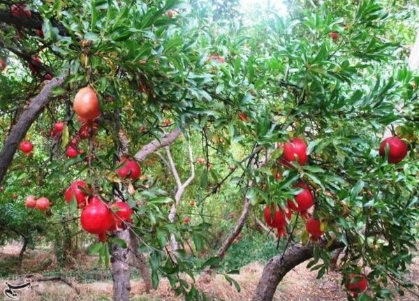مرودشت در انتظار برداشت بیش از ۱۸ هزار تن یاقوت سرخ