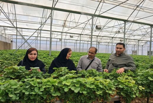 برنامه مشترک مرکز تحقیقات و جهاد کشاورزی خوزستان برای تولید «توت‌فرنگی گواهی‌شده» در قطب‌های گلخانه‌ای شرق استان