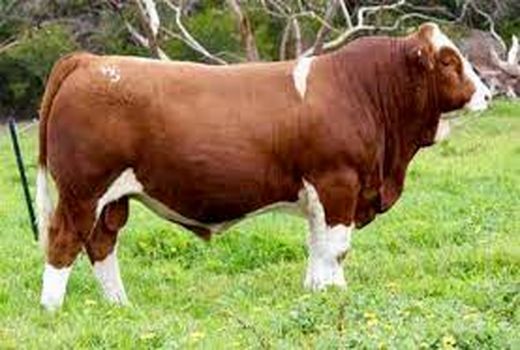 گاو دو منظوره؛ یاری‌گر اقتصاد روستا