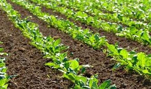 اجرای الگوی کشت ۱۴۰۵_۱۴۰۴ در استان سمنان/ حمایت‌های تشویقی از کشاورزان پایبند به الگوی کشت