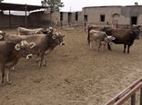بالغ بر 9هزار راس دام سنگین در بیرجند  وجود دارد