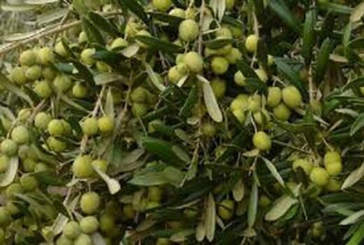 آغاز برداشت زیتون از اراضی کشاورزی مانه و سملقان 