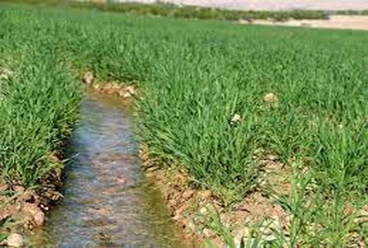 انعقاد قرارداد در بیش از 22 هزار هکتار از مزارع گندم حمیدیه