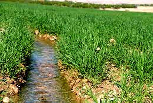 انعقاد قرارداد در بیش از 22 هزار هکتار از مزارع گندم حمیدیه