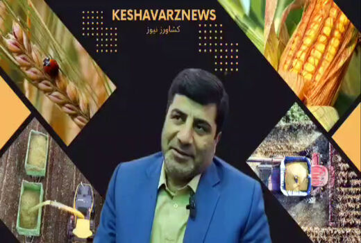 کل کشت نخود استان تحت پوشش کشت قراردادی قرار می گیرد