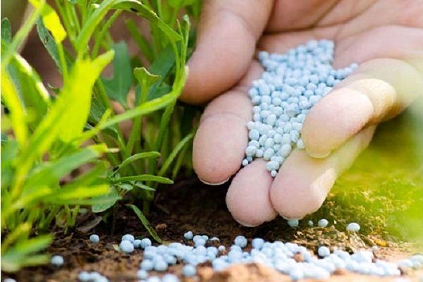 توزیع بیش از ۳ هزار تن انواع کود‌های شیمیایی بین کشاورزان شیروانی