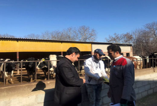 پلاک‌کوبی حدود 10هزار راس دام در شهرستان مراغه