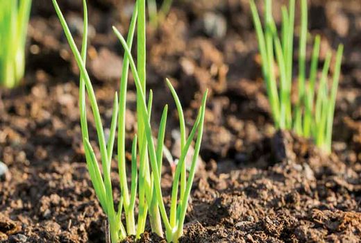 اصفهان جایگاه نخست کشور را در سطح و تولید پیاز کشت نشایی دارد