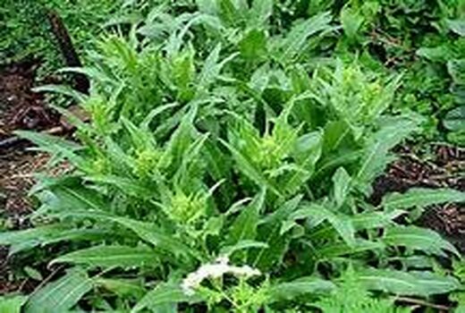 جهت اصلاح خاک، در بیش از 50 هکتار اراضی شهرستان بردسیر «منداب» کشت شد.