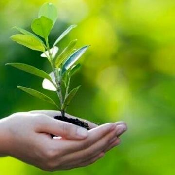 قرنطینه نباتی؛ خط دفاع ایران در برابر بی‌سامانی آفات