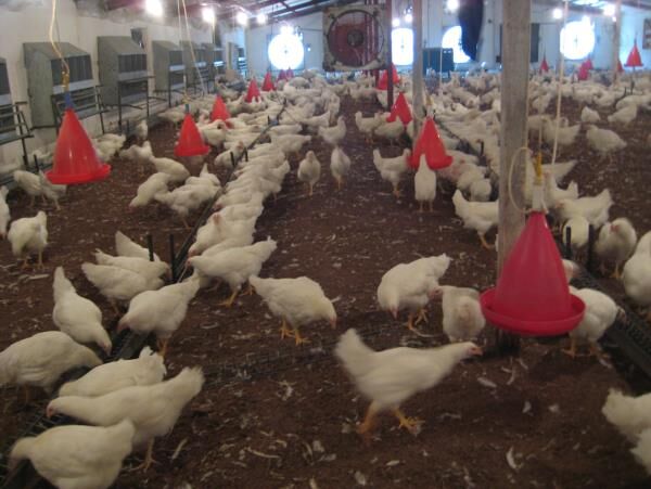 راستی آزمایی  در 70 واحد مرغداری آمل  