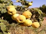 افزایش ۱۵ درصدی برداشت بِه در نطنز