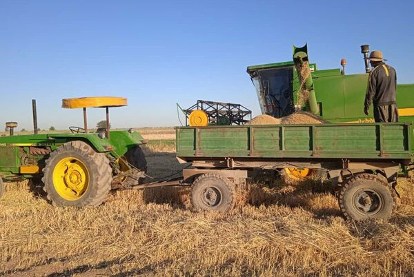 برداشت جو از مزارع کشاورزی شهرستان آبیک آغاز شد