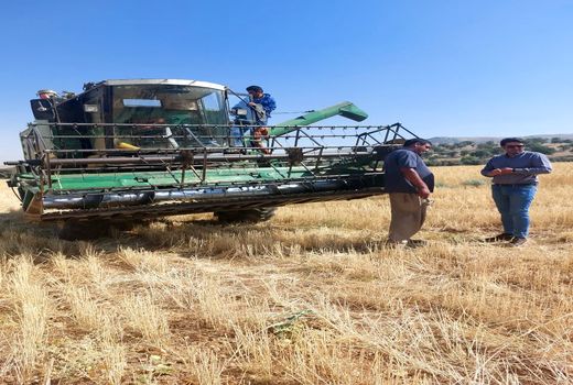 برداشت گندم از حدود 17 هزار هکتار مزارع سپیدان