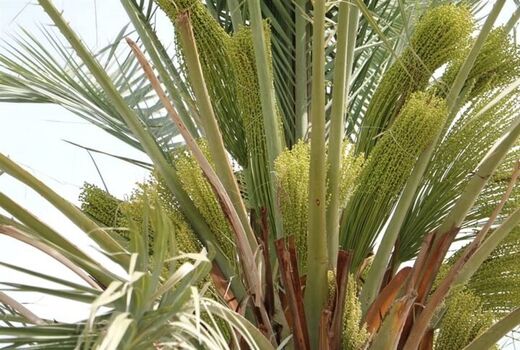 آغاز گرده‌افشانی نخیلات در شهرستان دشتی