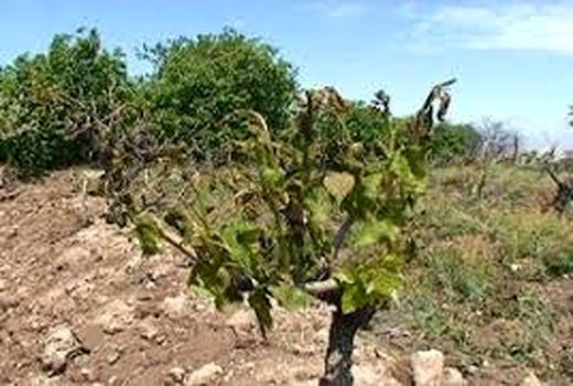 باغات استان سمنان “شناسنامه‌دار” شد