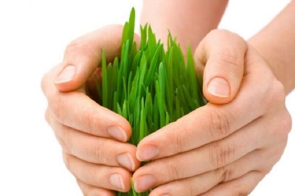  ۷۶ هزار هکتار از مزارع و باغات استان قزوین بیمه شدند