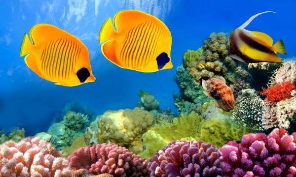 ۵۰۰ میلیارد تومان درآمد زایی در بخش ماهیان زینتی در سال 97