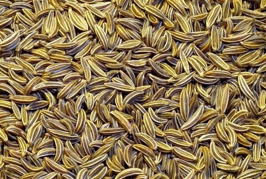 توسعه کاشت گیاه دارویی زیره سبز در استان بوشهر