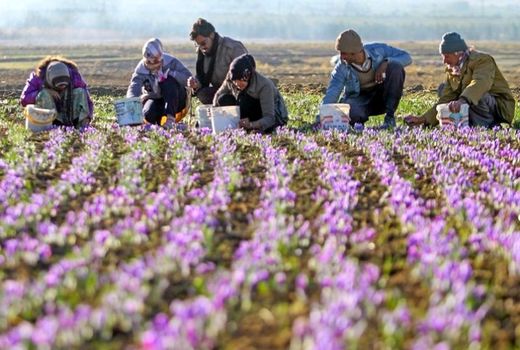 اجرای استاندارد شایستگی گیاهان دارویی در مناطق روستایی
