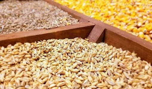 فرصت ذخیره‌سازی ۱.۵ میلیون تن ذرت و ۱۲۰ میلیون دلار صرفه‌جویی ارزی