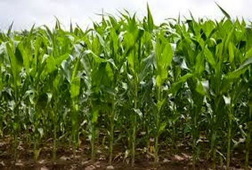 بازدید مدیرکل دفتر پنبه و دانه های روغنی وزارت جهاد کشاورزی از شهرستانهای بافت، رابر و ارزوئیه 