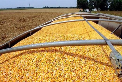  طرح کاهش وابستگی به واردات نهاده‌های دامی در کشور اجرا می‌شود 