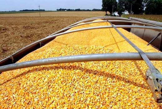  طرح کاهش وابستگی به واردات نهاده‌های دامی در کشور اجرا می‌شود 