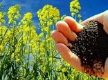بیش از هزار هکتار از مزارع کردستان زیر کشت کلزا قرار گرفت