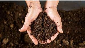 کاهش حاصلخیزی خاک با بی توجهی به تامین عناصر مورد نیاز