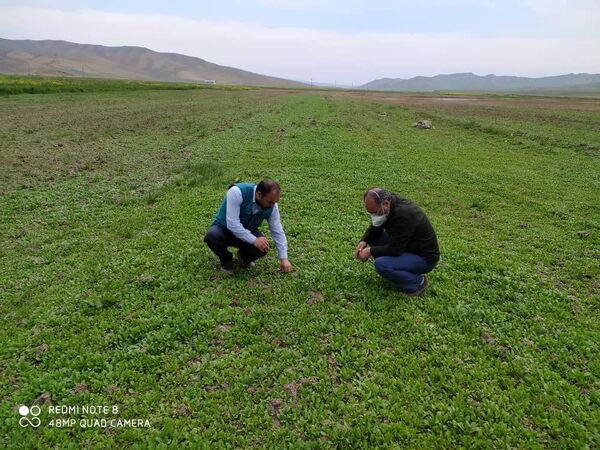 کشت بیش از ۳۰ هکتار کینوا در  مزارع استان آذربایجان شرقی