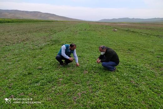 کشت بیش از ۳۰ هکتار کینوا در  مزارع استان آذربایجان شرقی