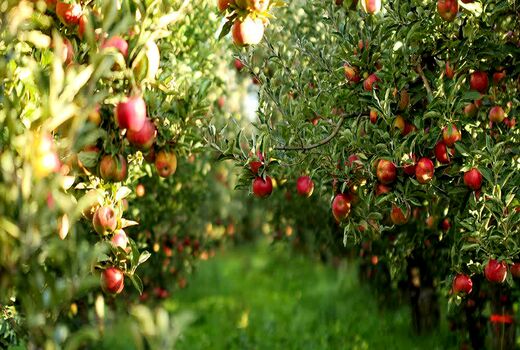 برداشت سیب درختی از باغات چهارمحال و بختیاری
