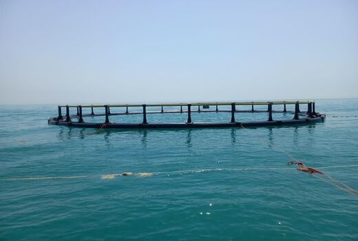 موفقیت طرح آزمایشی تولید ماهیان دریایی در قفس هندیجان