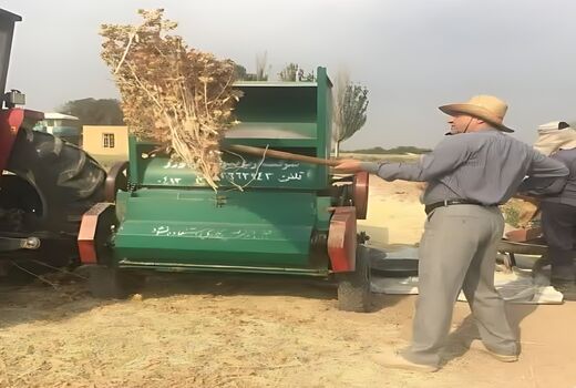 آغاز برداشت گلرنگ صفه در اراضی کم‌بازده آذربایجان شرقی